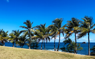Fototapeta na wymiar palm trees on a St. Lucia beach