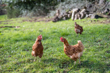 poules en liberté dans un vergers de Normandie