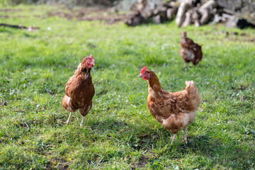 deux jolies poules en liberté dans un verger