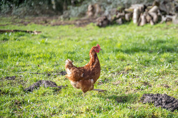 jolie poule dans un verger en normandie
