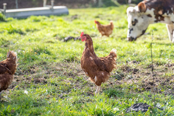 Poules brunes dans un vergers en Normandie