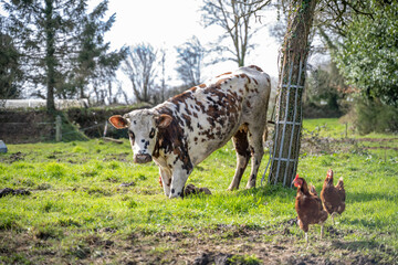 Petite vache dans un vergers avec des poules agenouillée sur ses pates avant