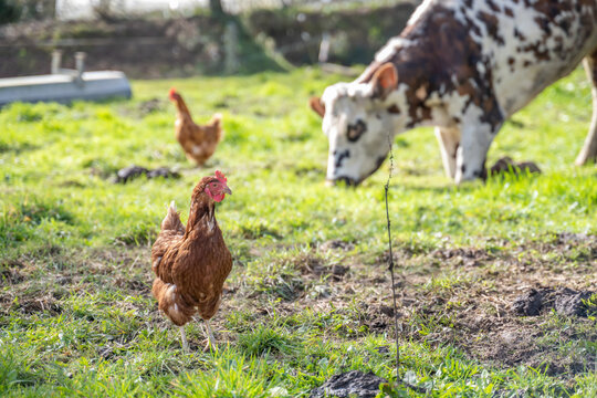 poules dans un verger en compagnie d'une petite vache tachet&eacute;e