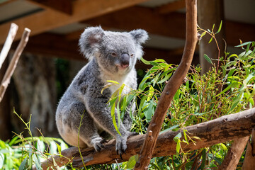Koala ( Phascolarctos cinereus)