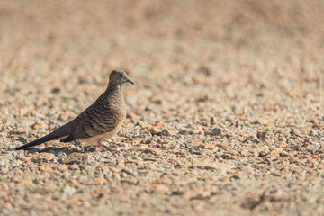 adorable zebra dove bird on sandy ground
