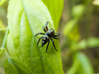 Hasarius adansoni, known commonly as Adanson's house jumper, is a species of jumping spider 