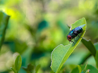 The common green bottle fly on a green leaf