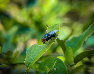 The common green bottle fly on a green leaf