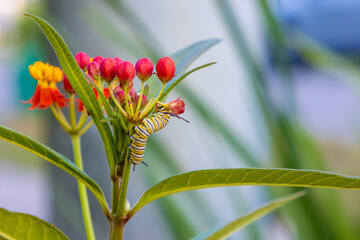 Monarch caterpillar on Milkweed