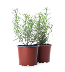 Aromatic green potted rosemary on white background