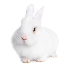 Fluffy rabbit on white background. Cute pet