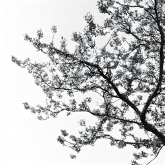 Whispers of Spring: Delicate AI-Generated Black and White Cherry Blossom Leaves, Perfect for Adding a Touch of Elegance and Serenity to Your Designs.
