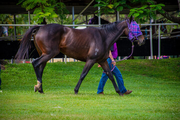 horse and rider