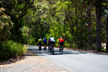 Cyclists on the Road in the Forest