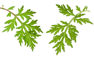 fresh mugwort leaves isolated on white background. absinthe wormwood.