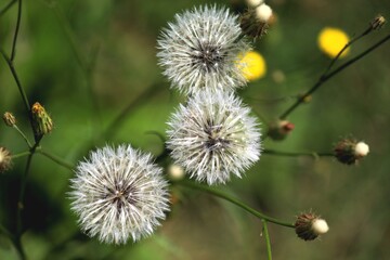 planta flor dente de leão - taraxacum officinale
