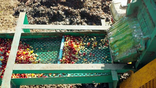 4K Asian worker removing Arabica coffee berries beans shell on shelling machine. Farmer growing organic robusta and arabica coffee crop plant in natural field. Coffee beans processing industry concept