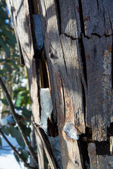 snow covered bark tree