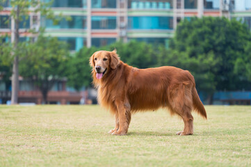 Golden Retriever playing in the grass