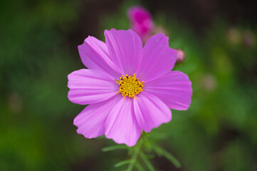 Obraz premium Beautiful red flowers close-up