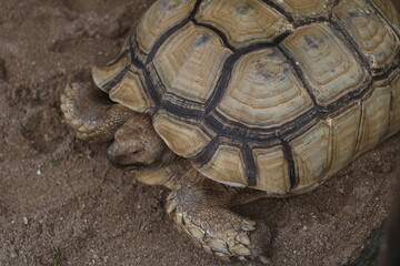 Obraz premium giant tortoise in garden enclosure