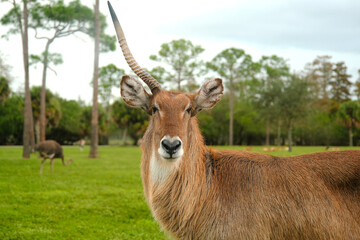 Naklejka na ściany i meble Portrait of a wild single horned brown antelope looking at the camera in a park with trees, west palm beach, florida, United States of america