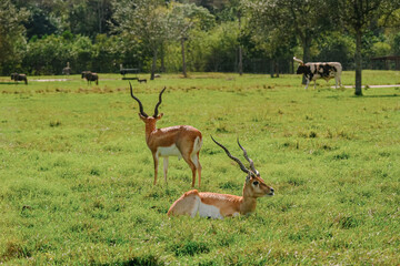 A couple of wild impalas having some rest in a calm park with some cows in the background, West Palm Beach, Florida, United States of America,