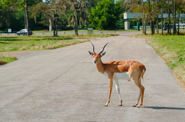 A cute and wild full body impala or antelope crossing a road in a park, west palm beach,  florida, United States of america.
