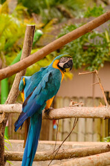 A beautiful and colourful exotic wild macaw with blue and yellow feathers over a branch in a park, west palm beach, florida, United States of america