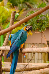 A beautiful and colourful exotic wild macaw with blue and yellow feathers over a branch in a park, west palm beach, florida, United States of america