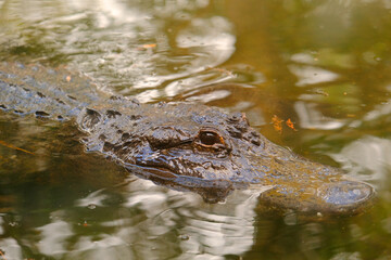 Close up of a calm alligator head over the surface of a swamp in Everglades, Florida, United Estates
