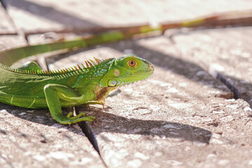 Close-up portrait of a side profile green lizard taking sun on the street in a tropical clear day
