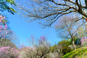静岡県熱海市　熱海梅園