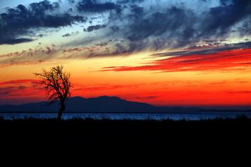Fototapeta na wymiar amazing sky sunset over the sea.with lonely tree on seaside