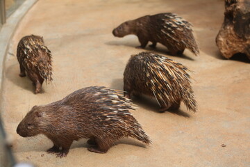 brown hedgehog in the garden area