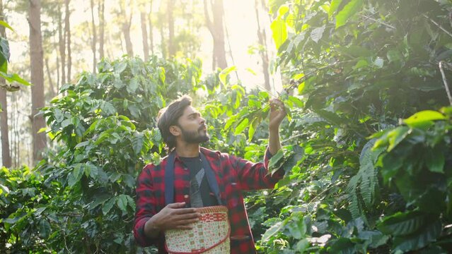 4K Indian man farmer harvest picking ripe cherry Arabica coffee berries beans at coffee plantation in Southeast Asia. Male farmer growing organic robusta and arabica coffee crop plant in natural field