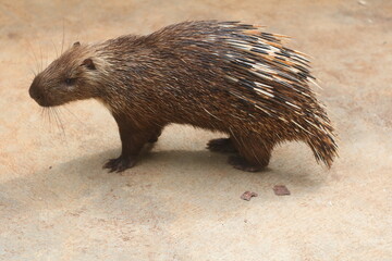 brown hedgehog in the garden area