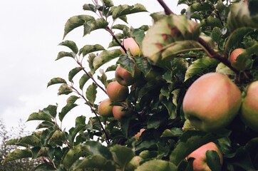 Fall trees with apple picking © Alex