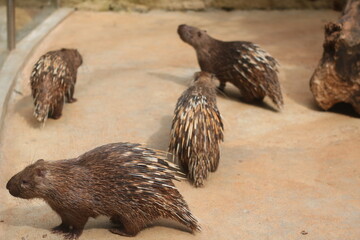 brown hedgehog in the garden area