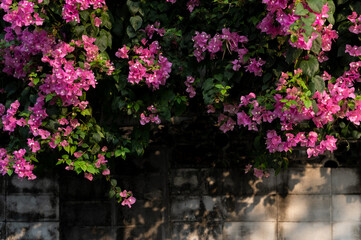 Fototapeta premium A wall with purple flowers