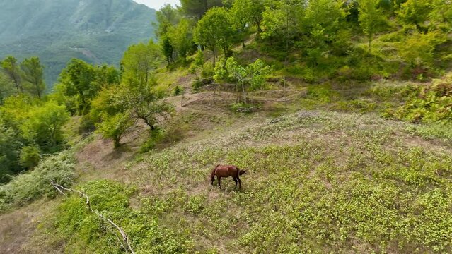 Horse feeding on a plateau on mountainside overlooking a forest