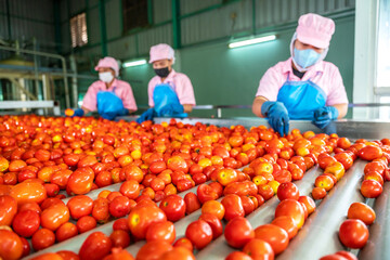 Teamwork of workers sorting tomatoes on a conveyor belt in a tomato factory. food industry....