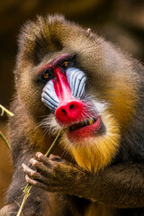The mandrill (Mandrillus sphinx) are the wolrd's largest monkeys. They are also the most colourful primates