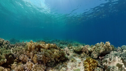 Plakat Underwater Scene Coral Reef. Tropical underwater sea fishes. Philippines.