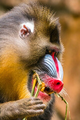 The mandrill (Mandrillus sphinx) are the wolrd's largest monkeys. They are also the most colourful...