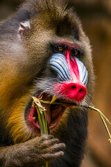 The mandrill (Mandrillus sphinx) are the wolrd's largest monkeys. They are also the most colourful primates