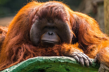 Orangutans are great apes native to the rainforests of Indonesia and Malaysia. They are now found only in parts of Borneo and Sumatra - obrazy, fototapety, plakaty
