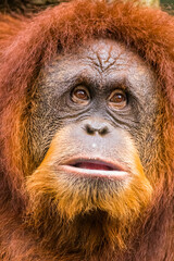Fototapeta premium Orangutans are great apes native to the rainforests of Indonesia and Malaysia. They are now found only in parts of Borneo and Sumatra