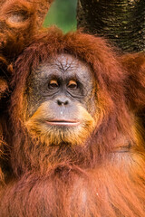 Orangutans are great apes native to the rainforests of Indonesia and Malaysia. They are now found only in parts of Borneo and Sumatra