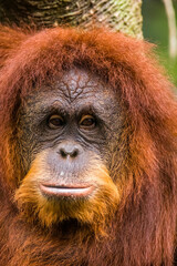 Fototapeta premium Orangutans are great apes native to the rainforests of Indonesia and Malaysia. They are now found only in parts of Borneo and Sumatra